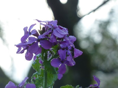 Lunaria.jpg