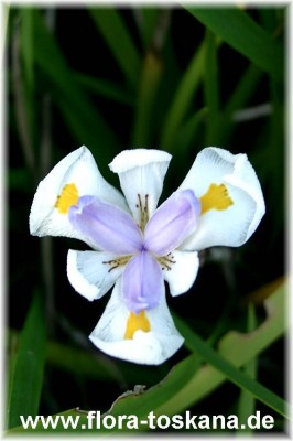 dietes_iridioides_2_-_digi.jpg