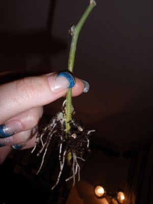 stecki white mirror aus der erde.jpg