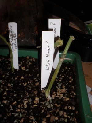 stecki white mirror in erde.jpg