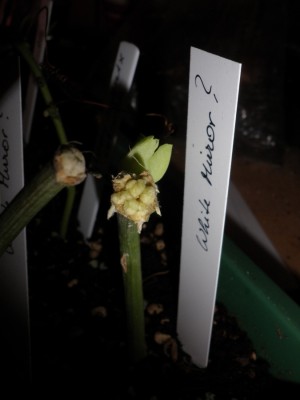 komischer stecki1.jpg