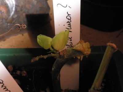 komischer stecki.jpg