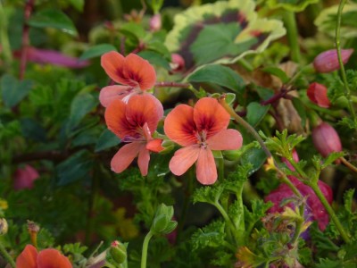 Karotten Pelargonium.jpg