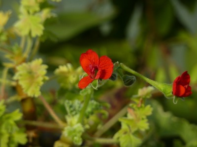 Gewächshaus Bild 5 Pelargonium fulgens.jpg