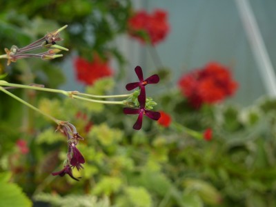 Gewächshaus Bild 4 Pelargonium sidoides.jpg