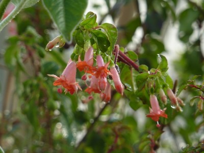 gestern Gewächshaus Fuchsia obcilin.jpg