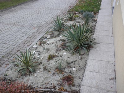 wüstengarten1.jpg