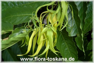 cananga_odorata_8_-_181006.jpg