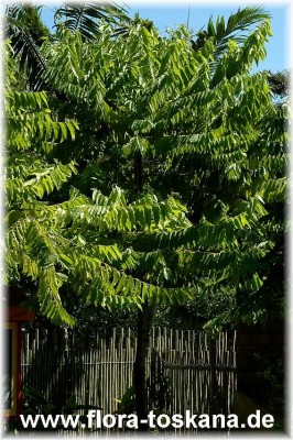 cananga_odorata_2_-_061106.jpg