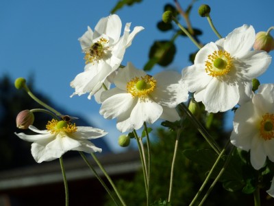 Anemone japonica Honorine Jobert.jpg