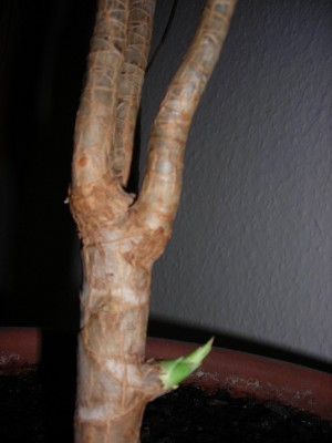 Dracaena.jpg