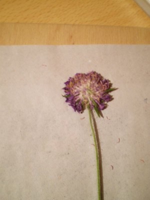 blume2.jpg