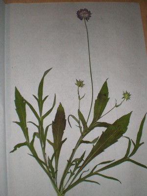 blume.jpg