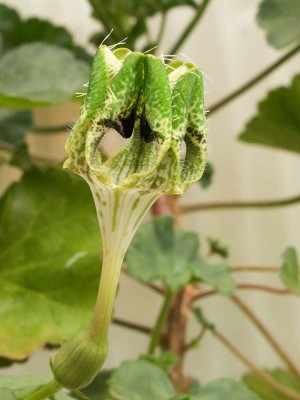 hybsan (1 von 1).jpg