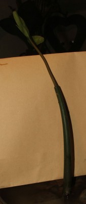 Rhizophora apiculata 29.10.10.eJPG.jpg