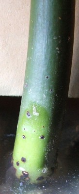 Rhizophora apiculata 29.10.10.jpg