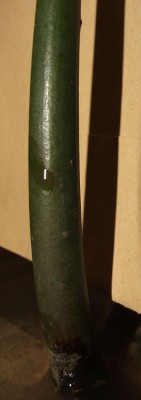 Rhizophora apiculata 29.10.10.b.jpg