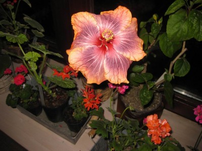 Größenänderung IMG_2535.JPG