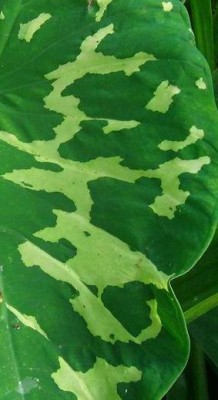 Oktoberrätsel 2010.jpg