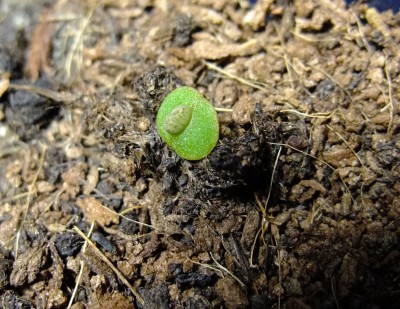 Pleiospilos nelii.jpg