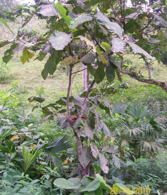 32. Unbekannter Baum, 102_0888.jpg