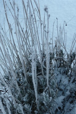 comp_P1020412.jpg