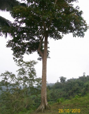 33. Unbekannter Baum, A 102_0878.jpg