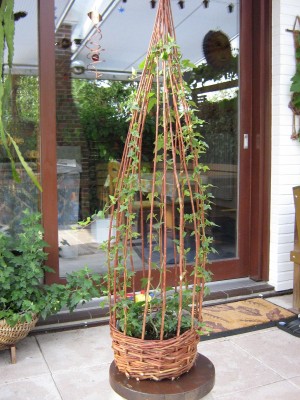 IMG_1998 Efeu in Weidenkorb.jpg