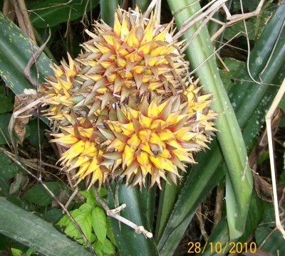 Unbekannte Pflanze 38, 102_0742.jpg