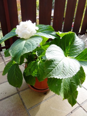 P1020818.JPG