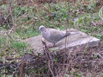Tuerkentaube(Streptopelia-decaocto).JPG