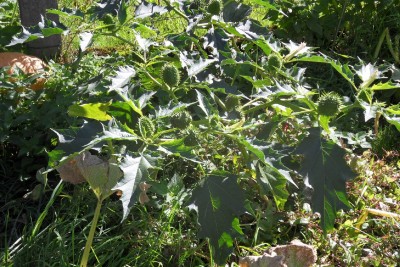 Unbekannt III Garten klein.JPG