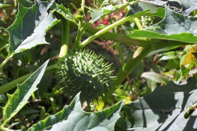 Unbekannt I Garten klein.JPG