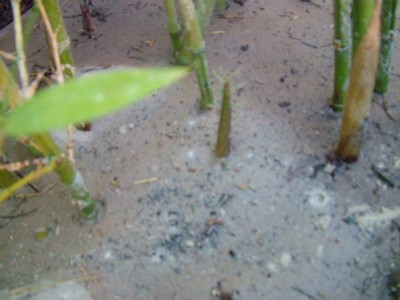 DSCF2254.JPG
