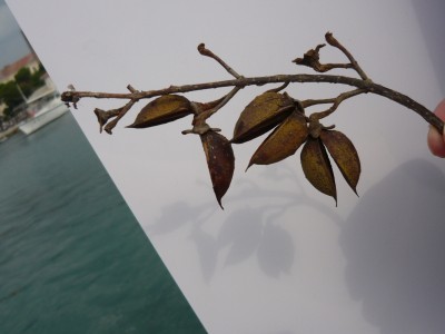 P1080320 Fruchtschale.jpg