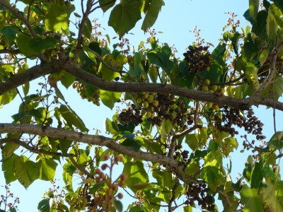 P1080057 Früchte.jpg