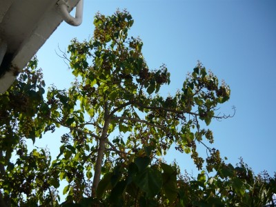 P1080056 Baum.jpg
