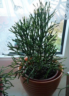 Hatiora Salicornioides Tochter.JPG