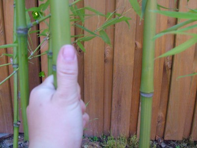 DSCF2253.JPG