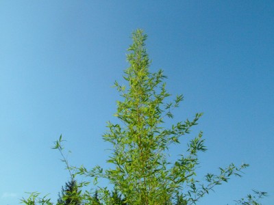 DSCF2255.JPG