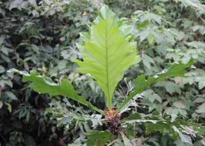 Pentagonia macrophylla, IMG_3308.JPG