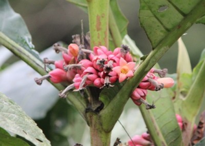 Pentagonia macrophylla, IMG_3304.JPG