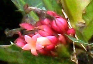 Pentagonia macrophylla, 28.09.2010. D1.jpg