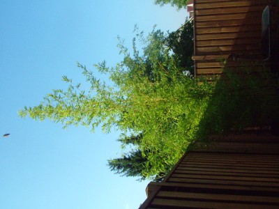 DSCF2251.JPG