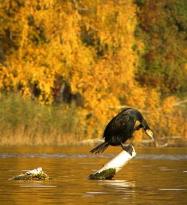 2010-10-29 306kl.jpg