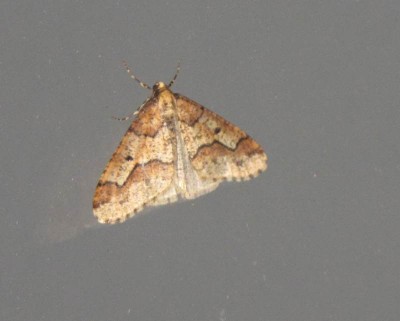Erannis defoliaria - der Große Frostspanner.JPG