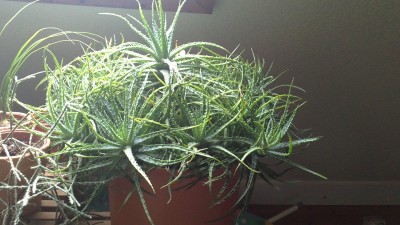 Aloe humilis a.jpg