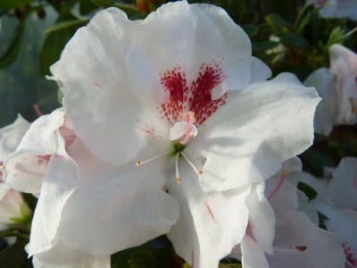 Rhododendron simsii weiß mit Saftmahl ungefüllt1.jpg