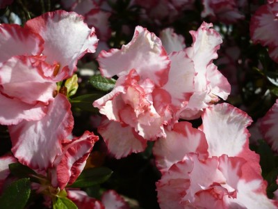 Rhododendron simsii rot gesäumt gefüllt1.jpg