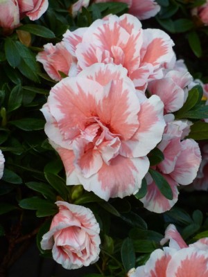 Rhododendron simsii rosa mit weißem Saum gefüllt1.jpg